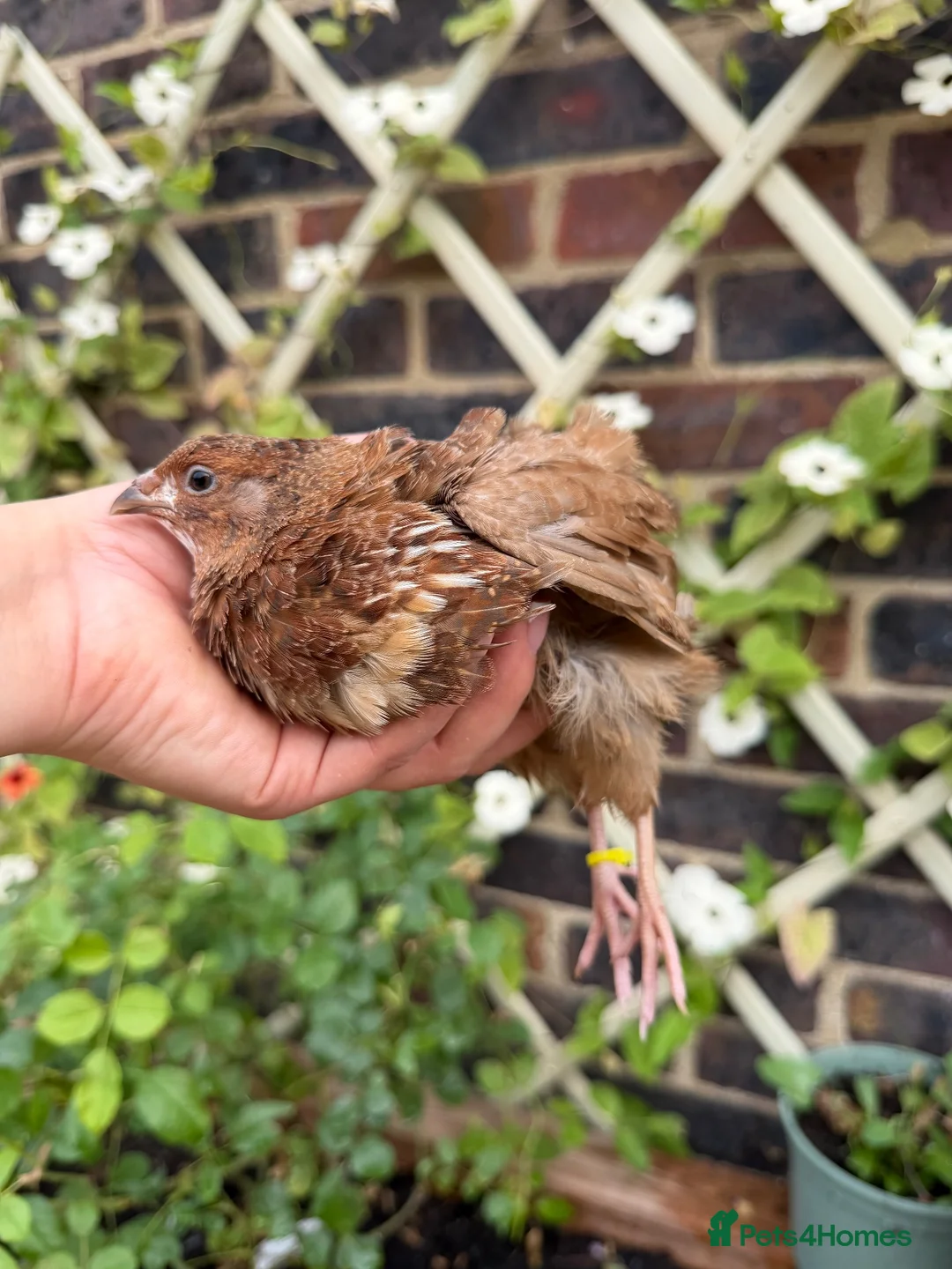 Quail poultry for sale: Scarlet / Red range Coturnix quail  - Advert 8