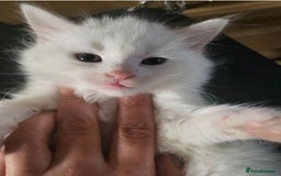 Turkish Angora cats for sale: Last Turkish angora girl - Image 1