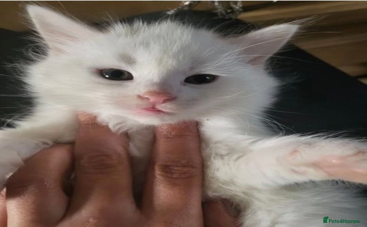 Turkish Angora cats - Advert 1