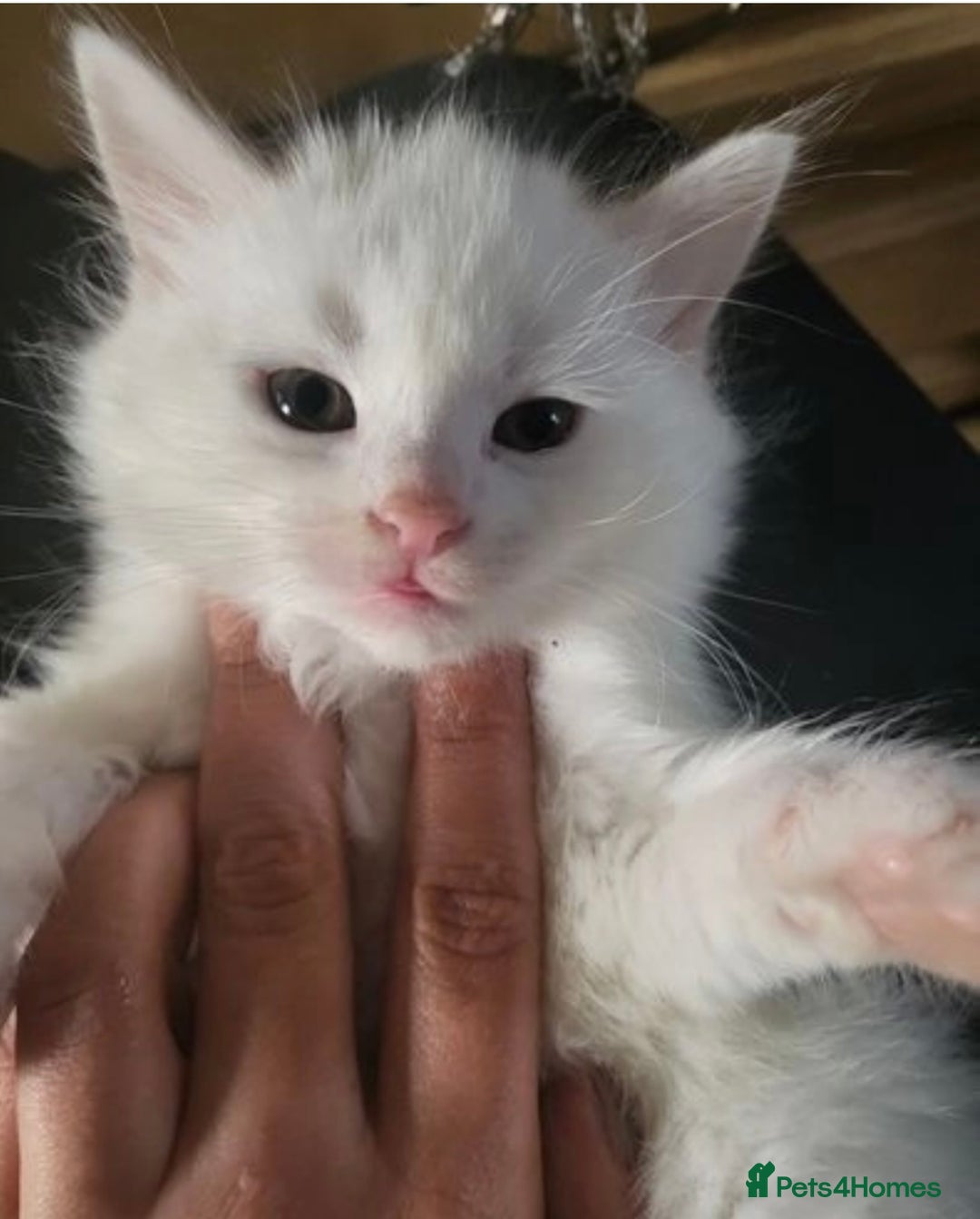 Turkish Angora cats for sale: Last Turkish angora girl - Image 1