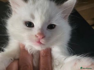 Turkish Angora cats - Advert 3