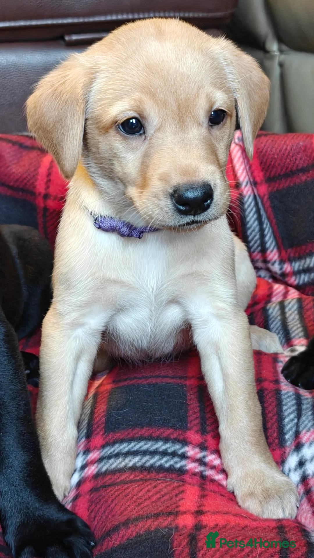 Labrador Retriever dogs for sale: KC Reg 5 star licence only 3 puppies available  - Advert 7