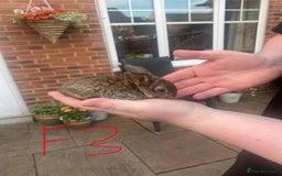 French Lop rabbits for sale: Baby lops  - Image 4