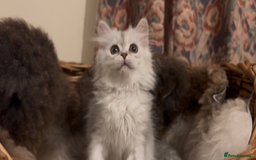 Munchkin cats for sale: Sweet Munchkins 🤗 - Image 13