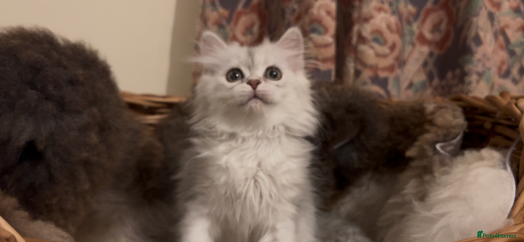 Munchkin cats for sale: Sweet Munchkins 🤗 - Image 13