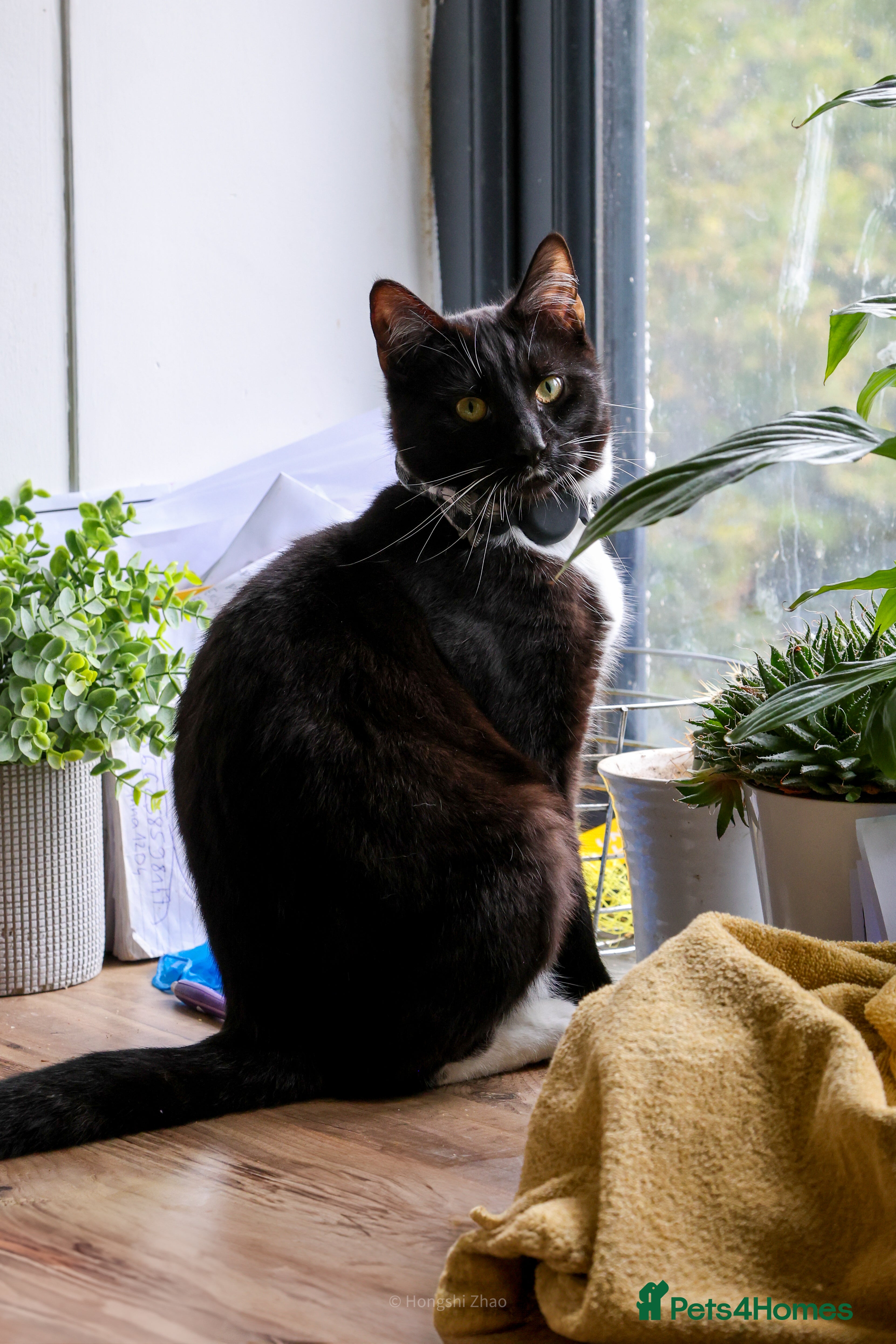 Domestic Shorthair cats Gentle Boy Cat Seeking Family - Advert 2