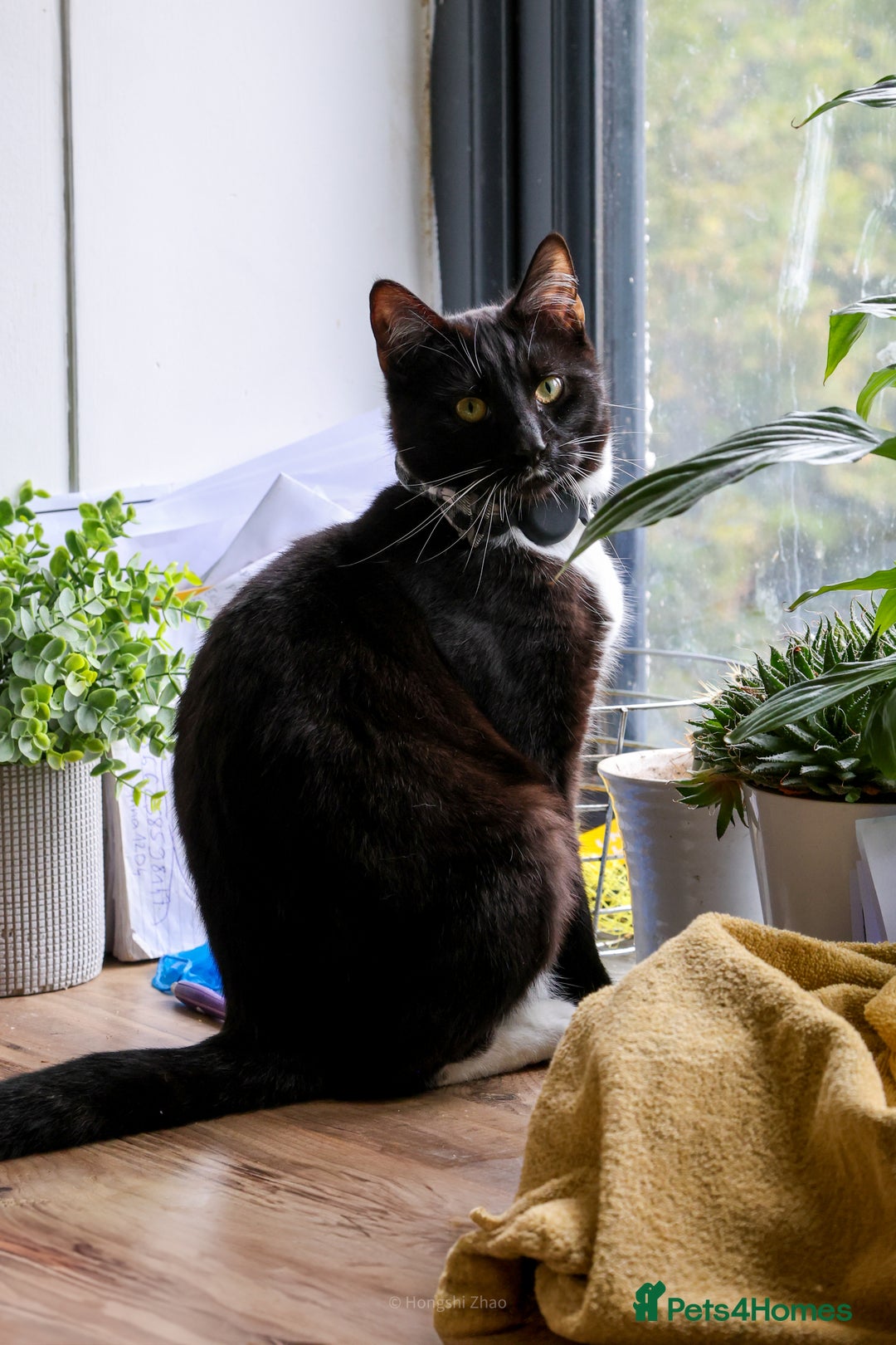 Domestic Shorthair cats for sale: Gentle Boy Cat Seeking Forever Family - Image 1