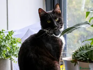 Domestic Shorthair cats Gentle Boy Cat Seeking Family - Advert 2