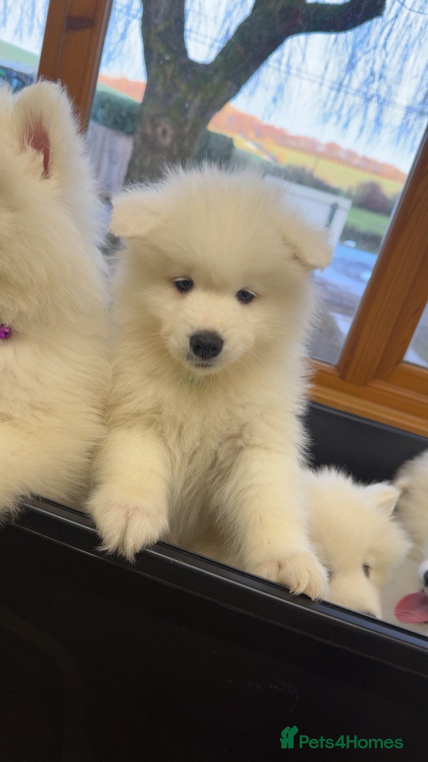 Samoyed dogs Ready now 5 girls left beautiful samoyed  - Advert 1