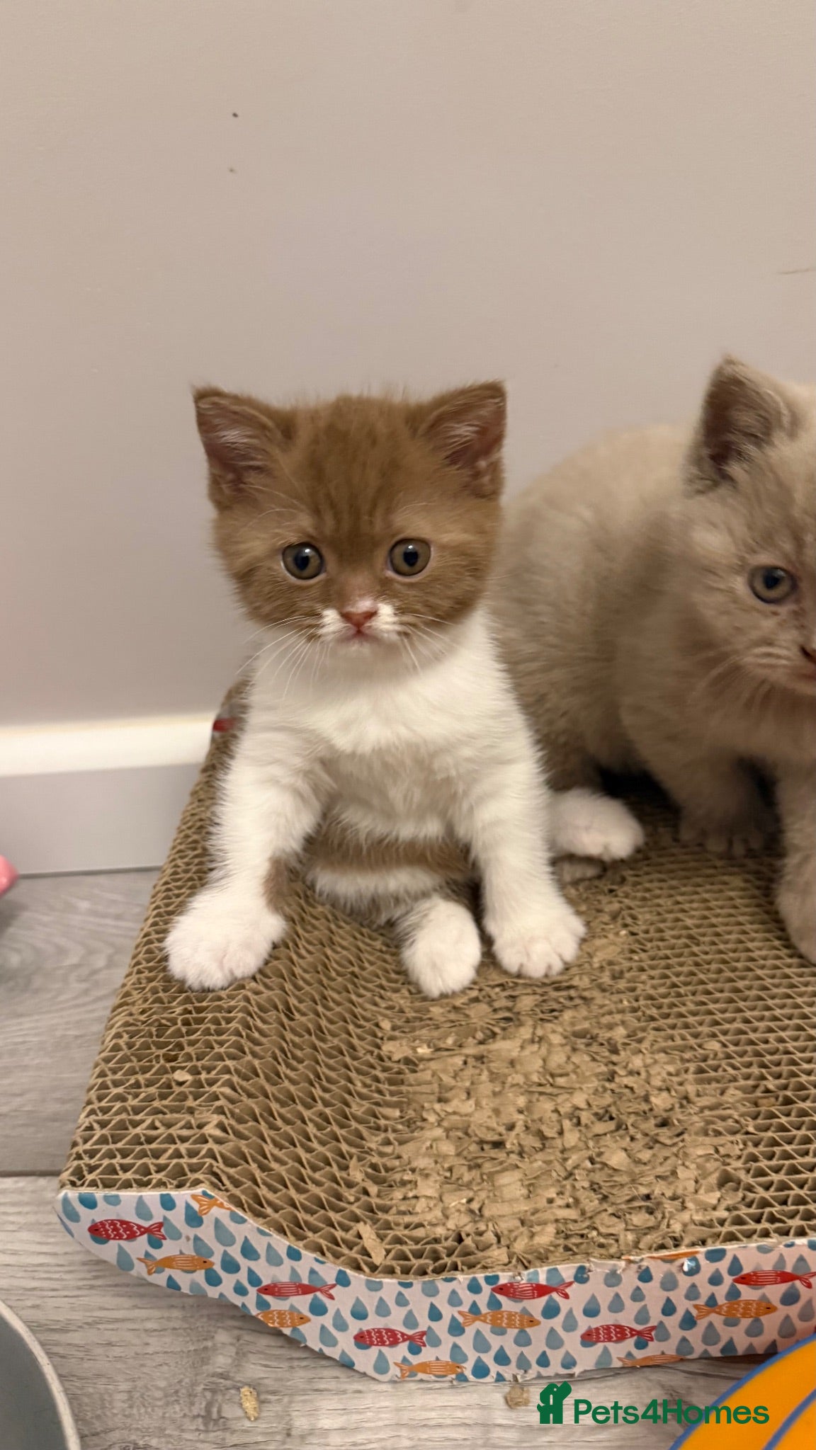 British Shorthair cats Cinnamon -white BSH  - Advert 2