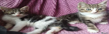 Mixed Breed Kitten 3