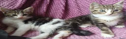 Mixed Breed cats for sale: MIXED BREED KITTENS - Advert 6