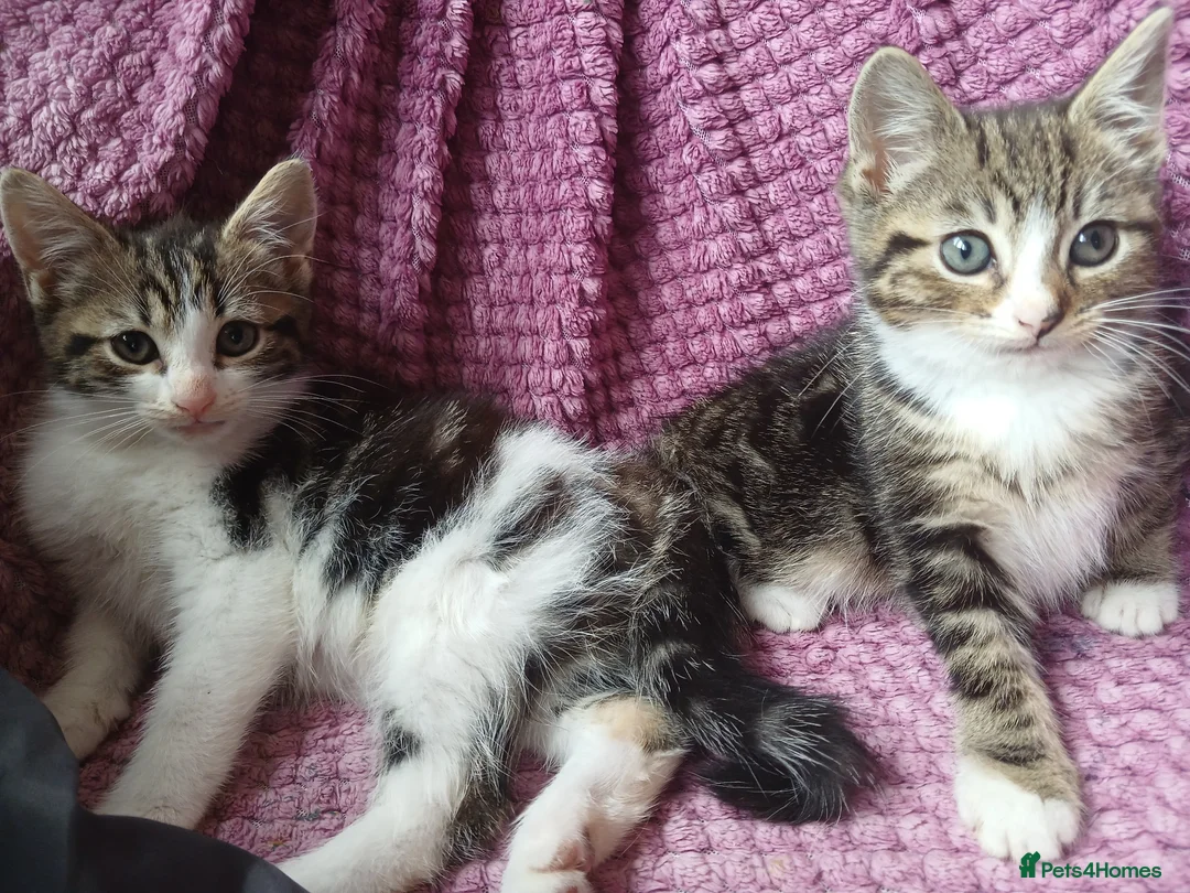 Mixed Breed cats for sale: MIXED BREED KITTENS - Advert 6