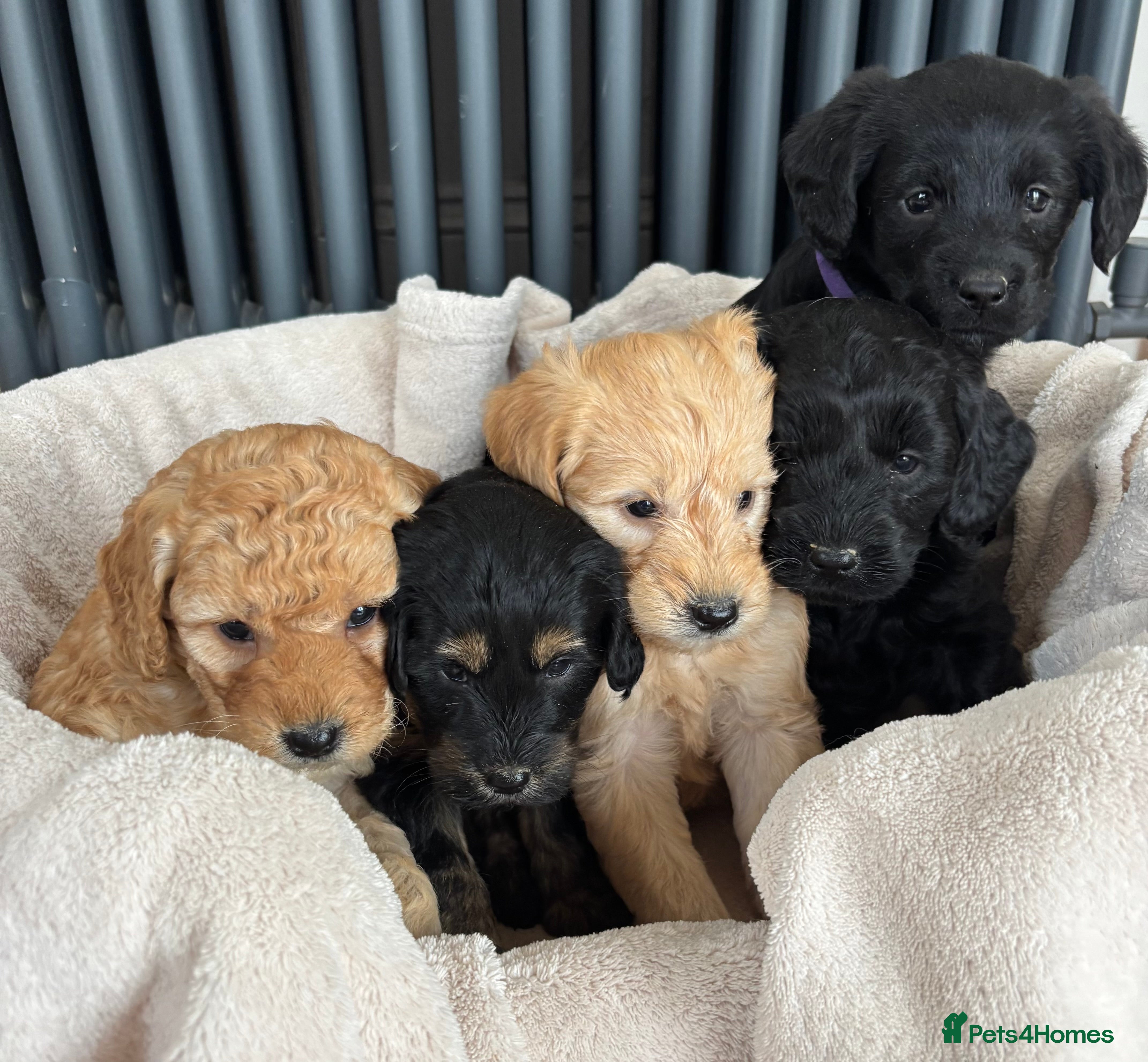 Labradoodle dogs Gorgeous f1b Labradoodle Puppies KC Parents - Advert 3