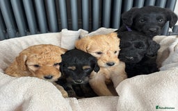 Labradoodle dogs for sale: Gorgeous f1b Labradoodle Puppies KC Parents - Advert 1