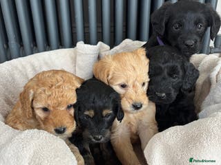 Labradoodle dogs Gorgeous f1b Labradoodle Puppies KC Parents - Advert 8