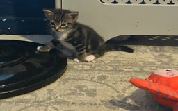 Mixed Breed cats for sale: Bengal x Bombay - Image 4