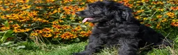 Goldendoodle dogs for sale: F1 Standard Goldendoodle Waiting List  - Advert 3