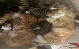 Domestic Shorthair cats for sale: Beautiful tabby kittens available - Advert 2