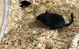 Gerbil rodents for sale: Male gerbil. OPEN TO OFFERS - Image 2