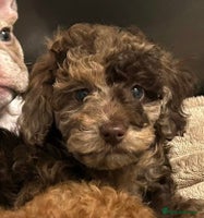 Toy Poodle dogs - Advert 3