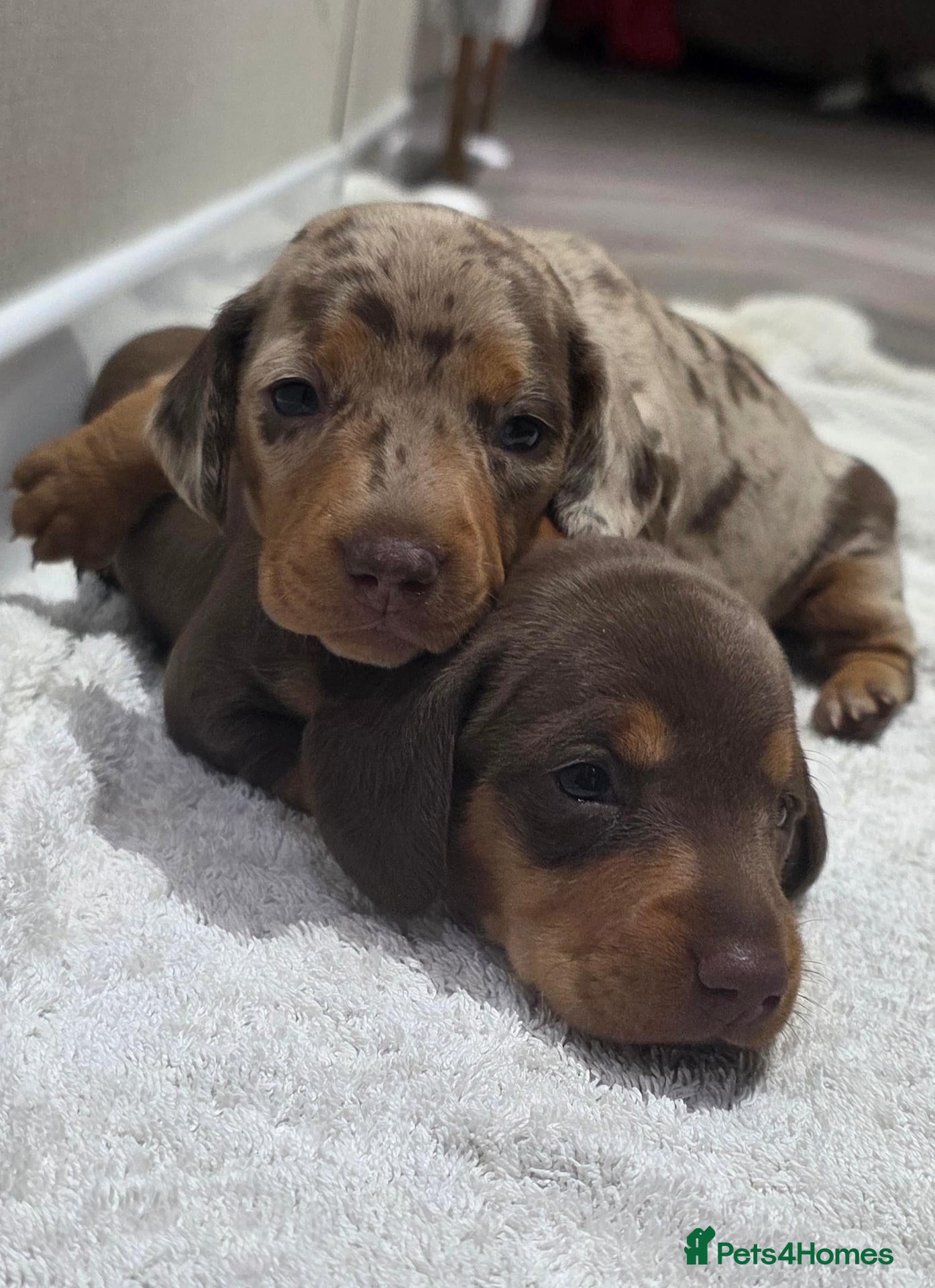 Miniature Dachshund dogs Mini dachshund girl - Advert 5