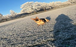 German Shepherd dogs for sale: German shepherd puppies  - Image 14