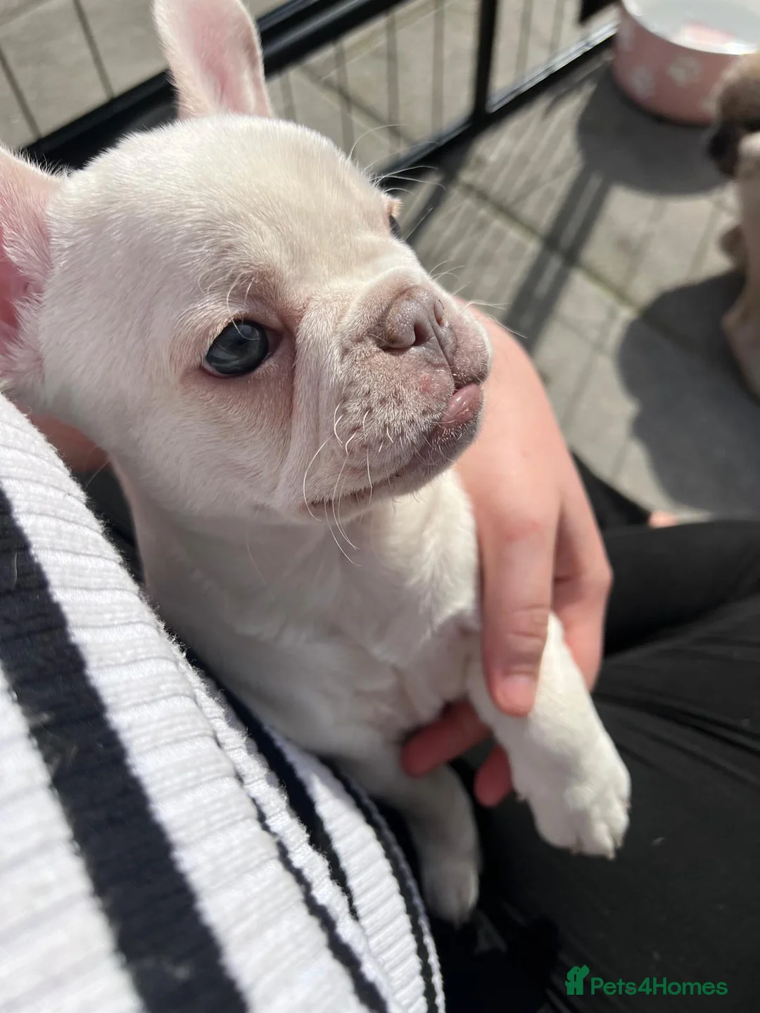 French Bulldog dogs for sale: Puppies for Sales in Pontypridd - Advert 8