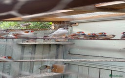 Finches birds for sale: Zebra finches  - Image 2