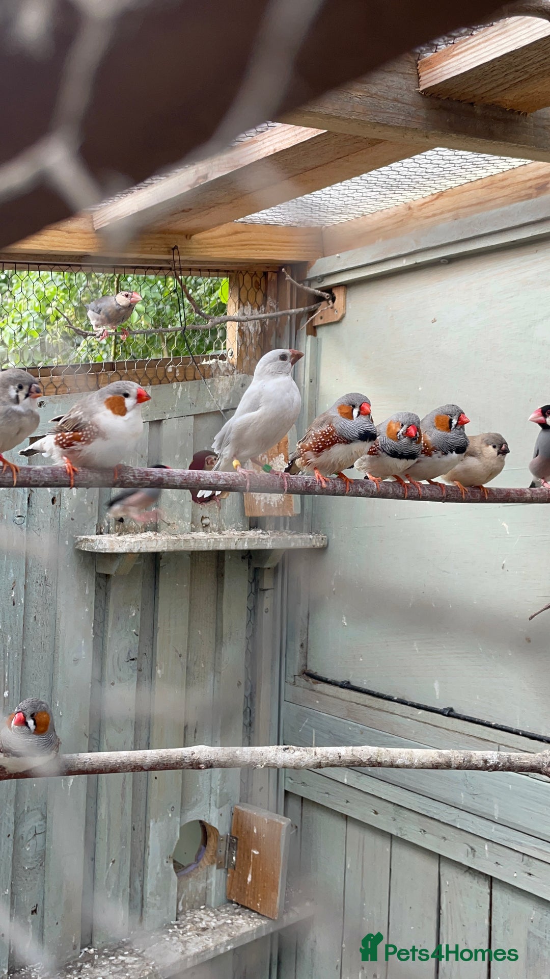 Finches birds for sale: Zebra finches  - Image 2