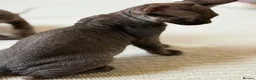 Devon Rex cats for sale: Ready July 22nd GCCF reg Devon Rex kittens - Advert 5