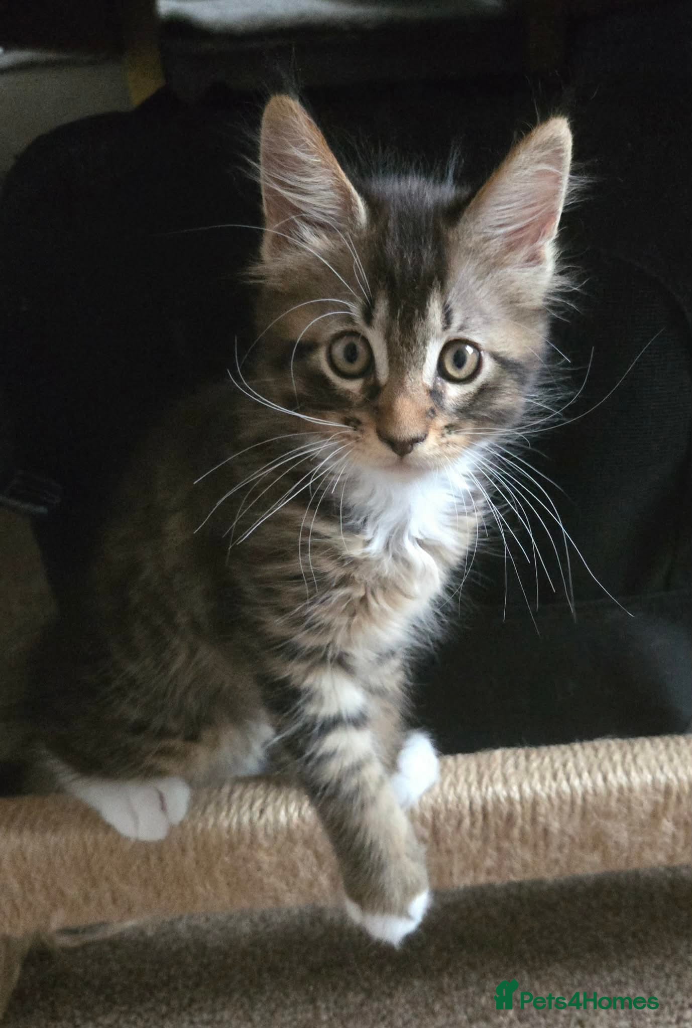 Maine Coon cats 3 Maine Coon kittens. - Advert 5