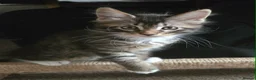 Maine Coon cats for sale: 3 Maine Coon kittens. - Advert 3