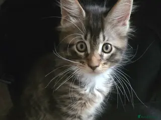 Maine Coon cats 3 Maine Coon kittens. - Advert 5