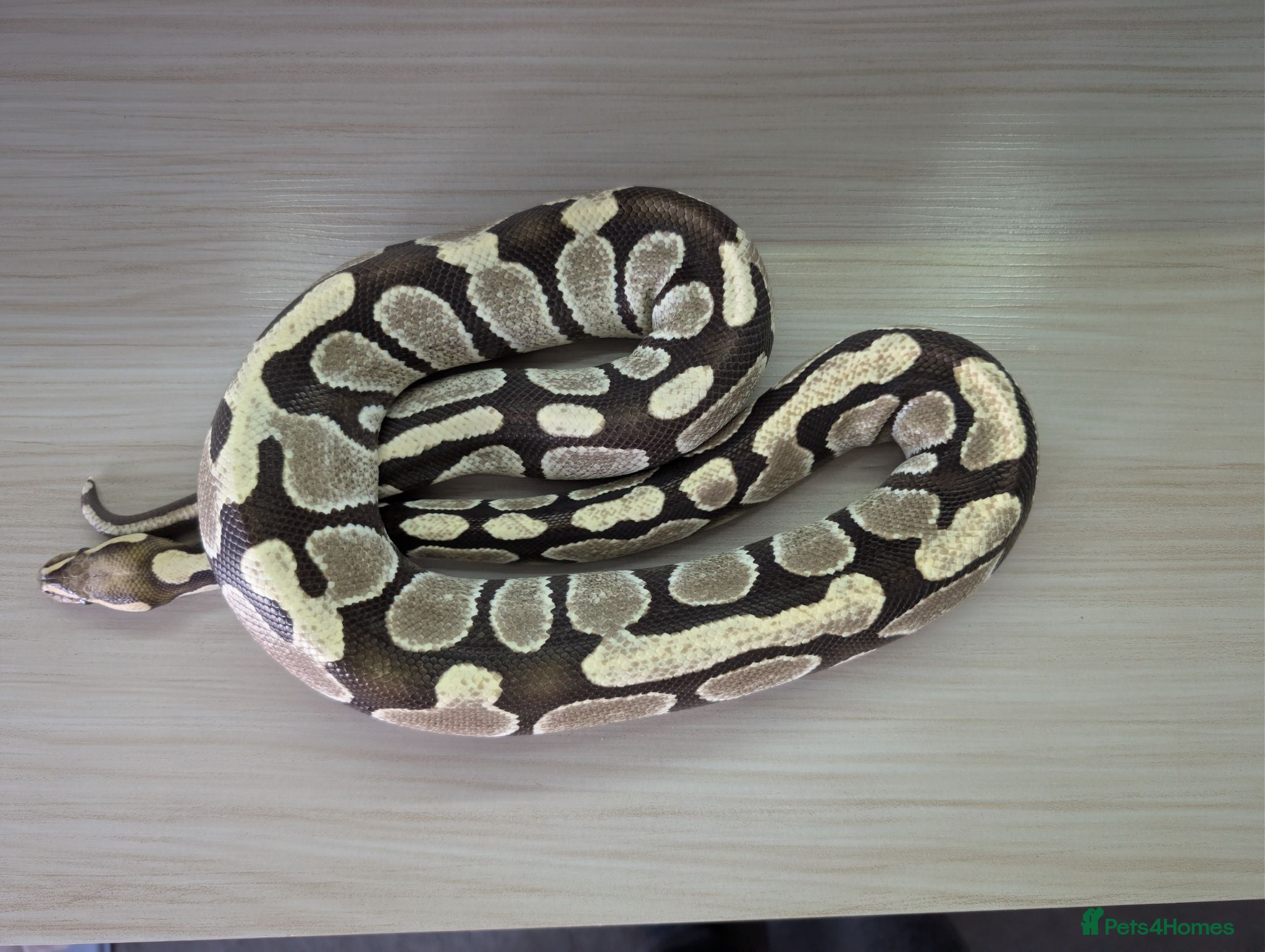 Python Snake reptiles Desert ghost - Advert 2