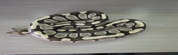 Python Snake reptiles for sale: Desert ghost - Advert 2