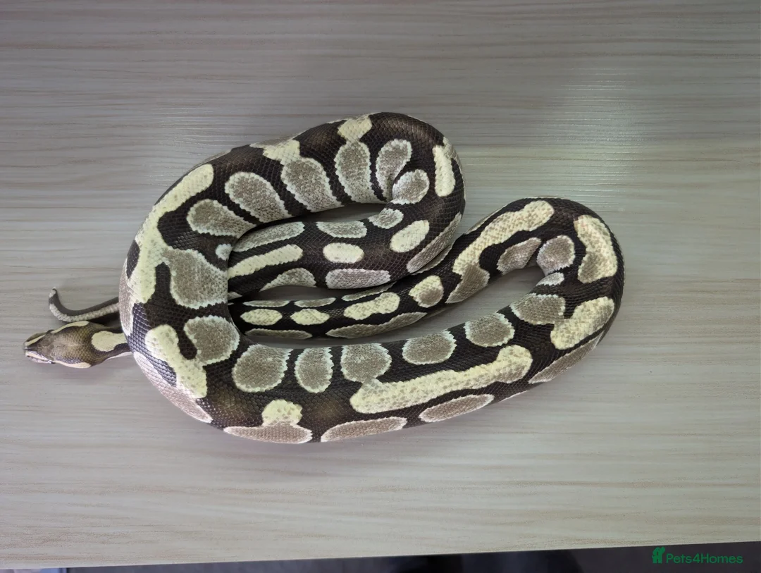 Python Snake reptiles for sale: Desert ghost - Advert 2