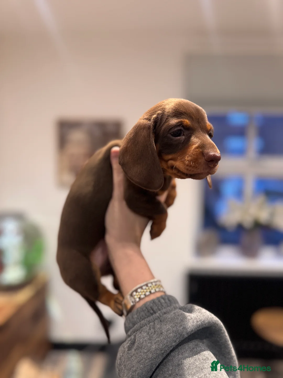 Miniature Dachshund dogs for sale: Miniature dachshund  - Advert 15