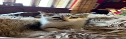 Mixed Breed cats for sale: Beautiful kittens for sale  - Advert 5