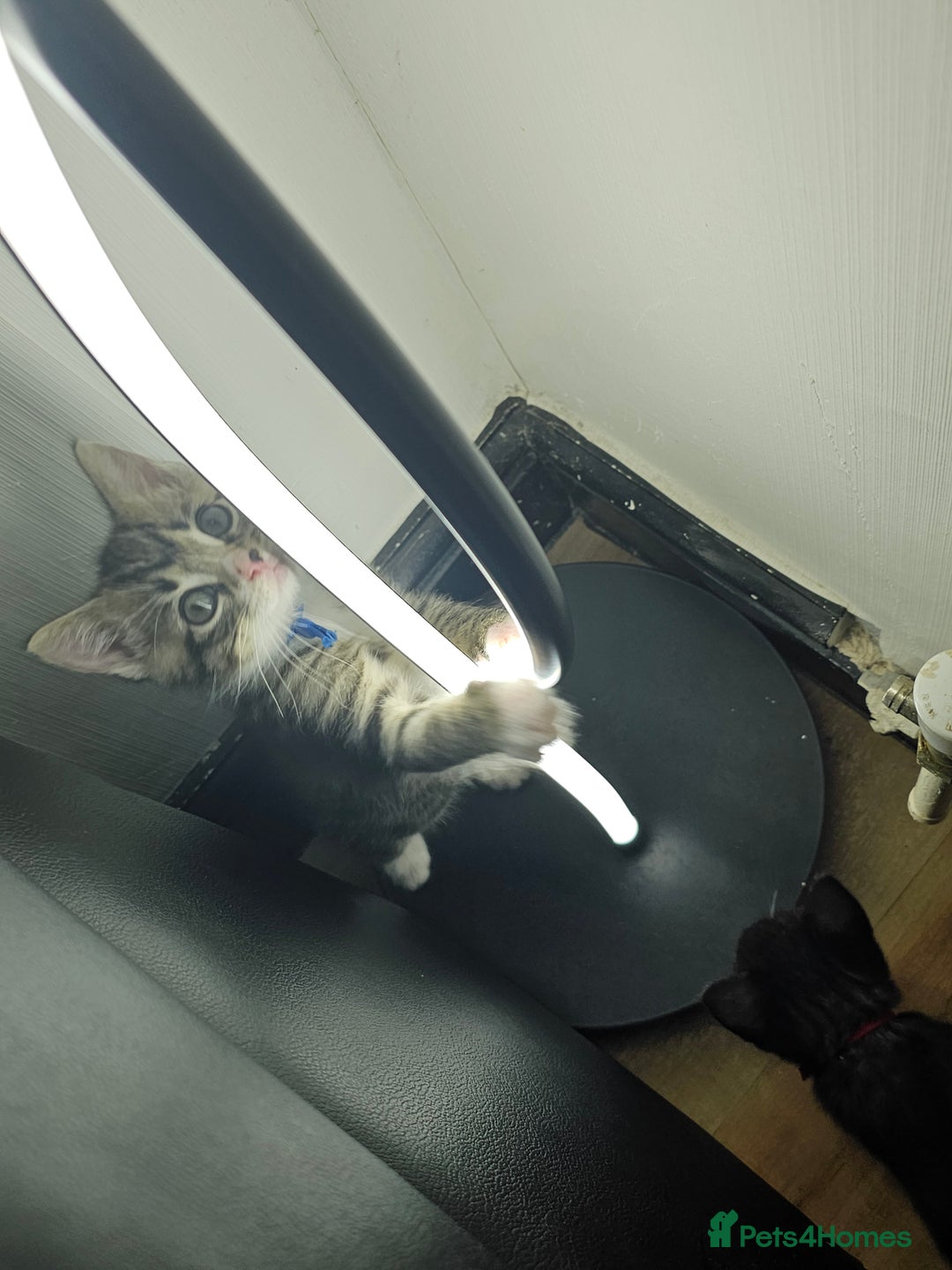 Ragcoon cats for sale: Ragdoll x kittens 😸 😍 ready 10/09/25 - Image 10