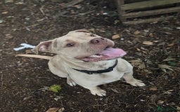 Mixed Breed dogs for sale: Merl bull massive  - Image 3