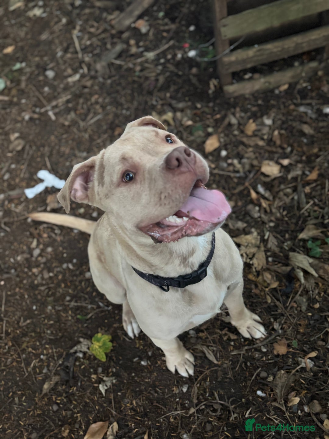 Mixed Breed dogs for sale: Merl bull massive  - Image 3