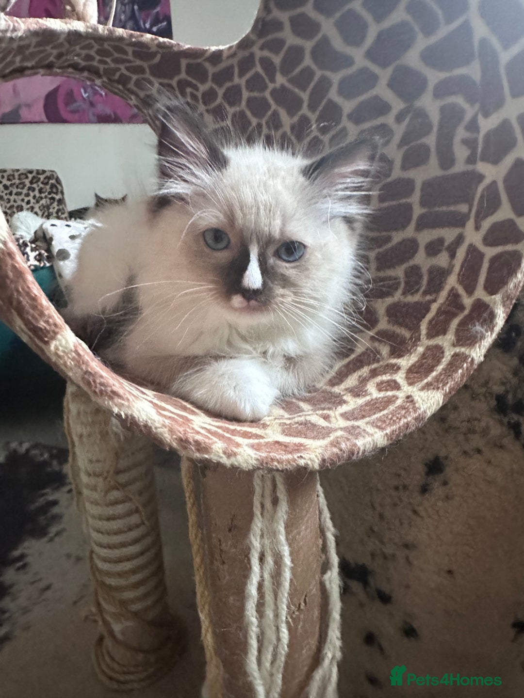 Ragdoll cats for sale: Beautiful Persia dolls  - Image 4