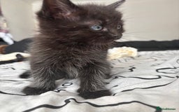 Ragdoll cats for sale: Half ragdoll kittens - Image 10