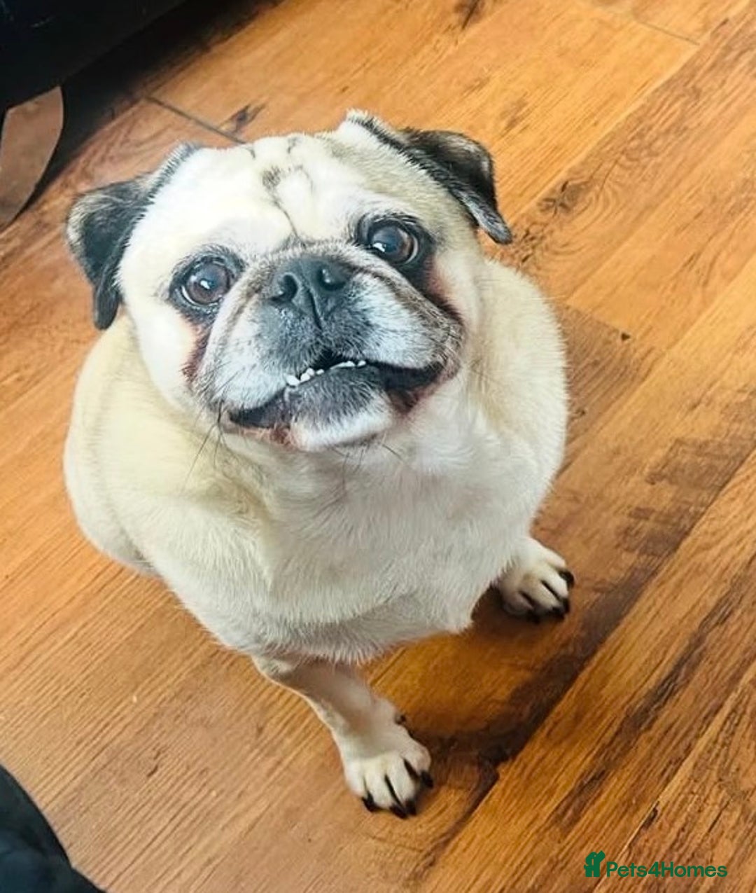 Pug dogs for sale: Male pug for rehoming - Advert 1