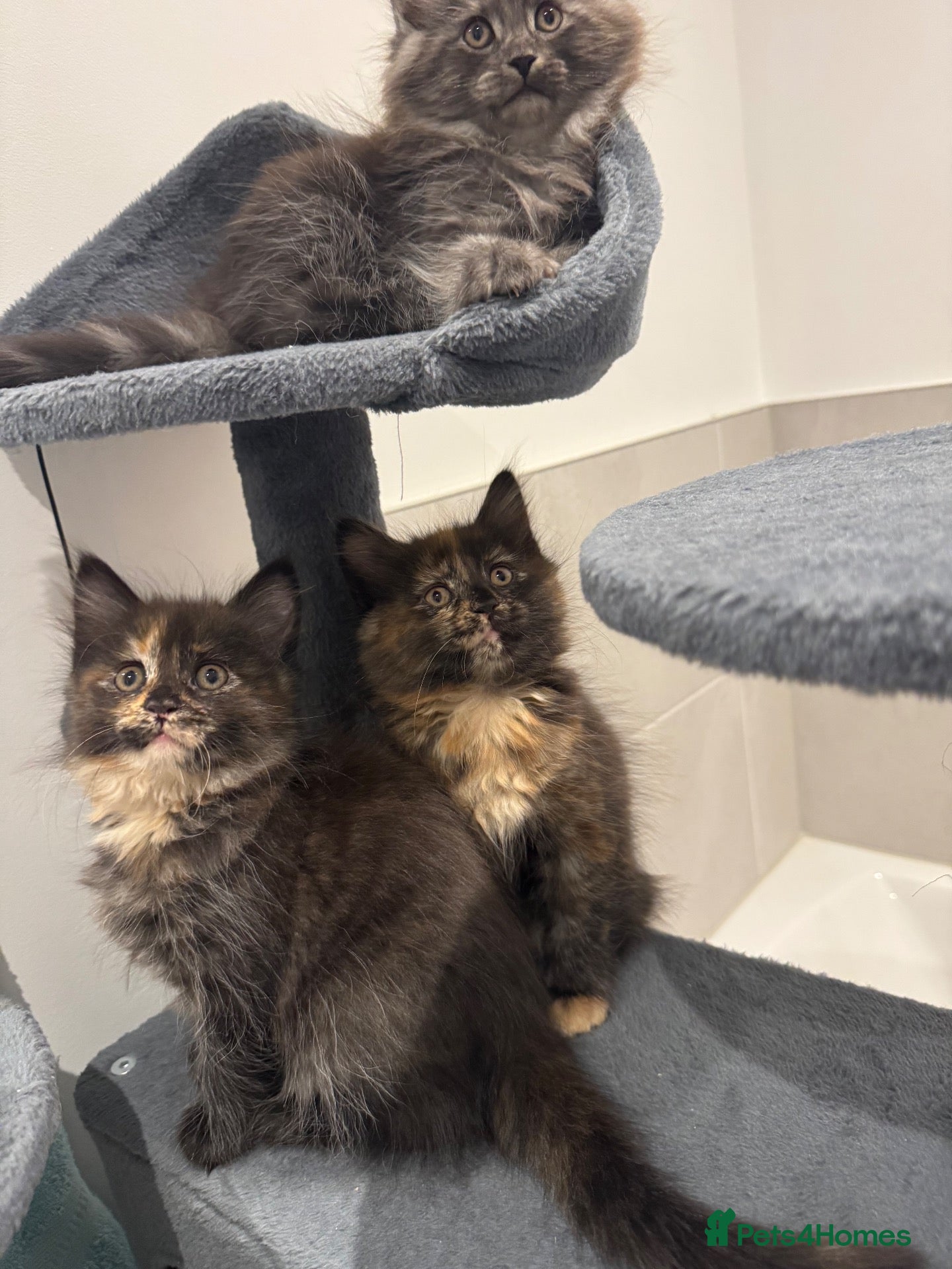 Maine Coon cats Absolutely gorgeous Maine Coon cross Kittens - Advert 2