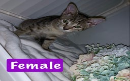 Mixed Breed cats for sale: Beautiful kittens Ready now Open to offers  in Chester - Image 14