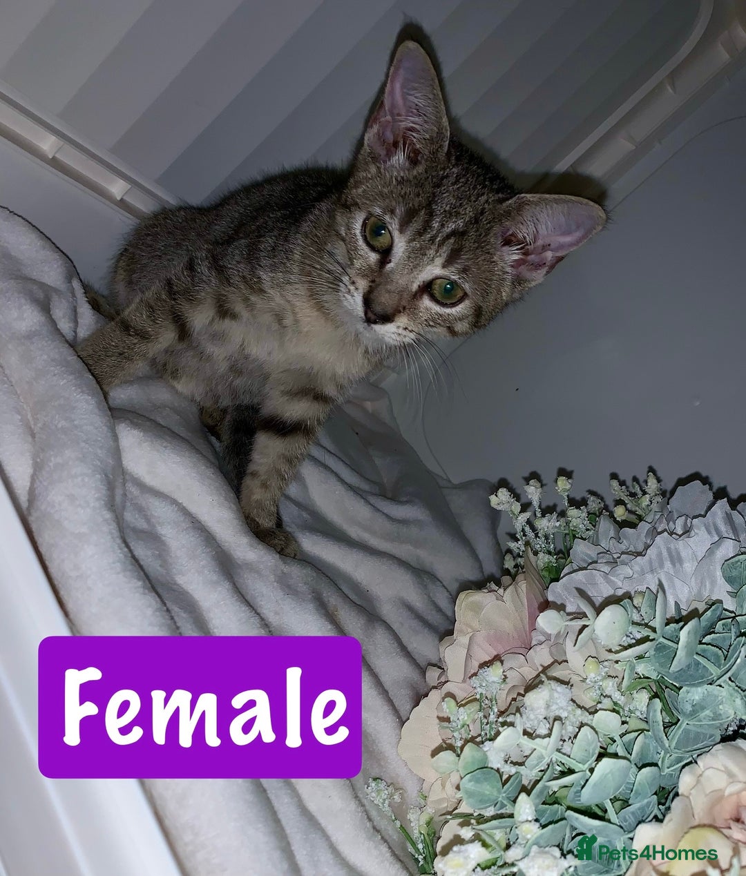 Mixed Breed cats for sale: Beautiful kittens Ready now Open to offers  in Chester - Image 14