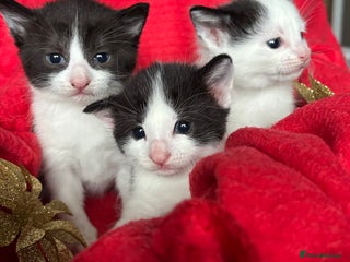 Mixed Breed cats Black and White fluffy kittens - Advert 1