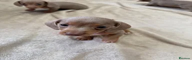 Dachshund 4